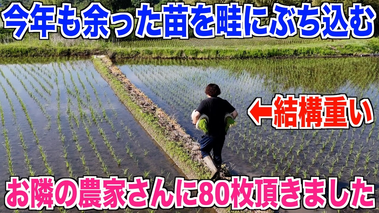 余った苗】今年も畦にぶっこんできました 30代米作り奮闘記#367 - YouTube