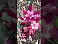 【庭つくり】冬のナチュラルガーデン #flowers #garden #gardening