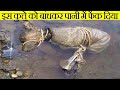 रस्सी से बांधकर कुत्ते को पानी में फेंक दिया | Most Painful Animal Rescued