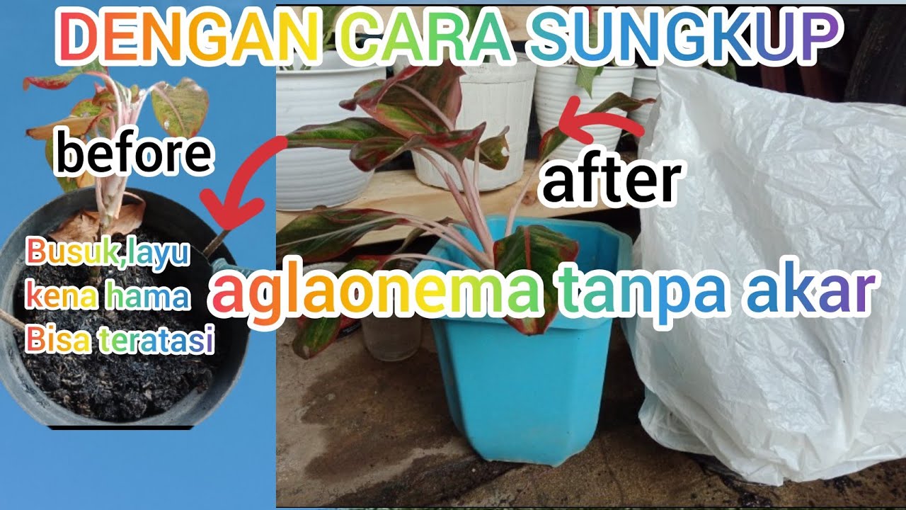 cara menanam aglaonema dengan cara sungkup tanpa akar 