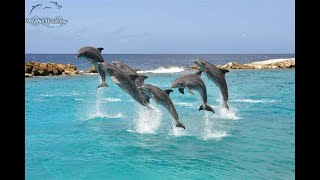 Dolphin show screenshot 5