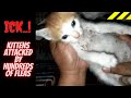 3 Kittens Attacked By Hundreds of Fleas and How To Get Rid Of Fleas