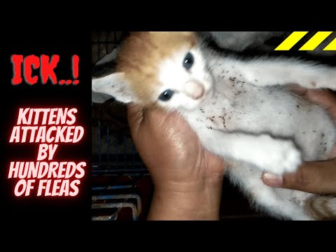 3 Kittens Attacked By Hundreds of Fleas and How To Get Rid Of Fleas