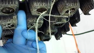 How to transplant MMJ Marijuana Clones