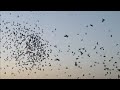 Iranian tehrani pigeons flying pattern