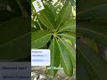 Phyllotaxy #whorledphyllotaxy #devil'splant #botany #biology #class11biology#cbse #ncert #aktbiology