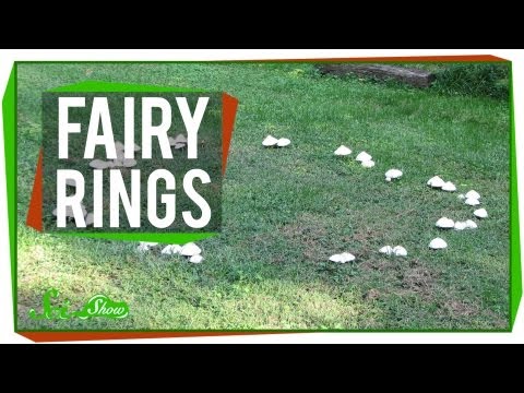 Fairy Rings