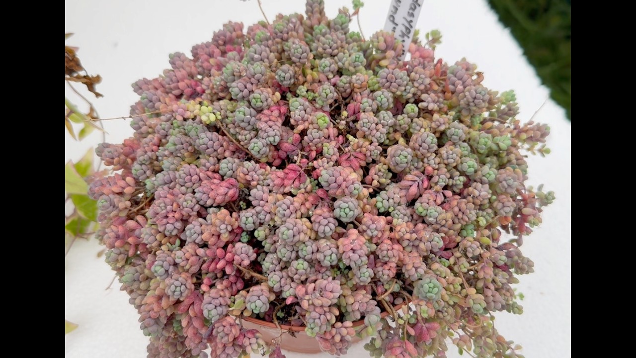 9 выносливых суккулентов, которые прекрасно приживутся в вашем саду - Эпизод 228