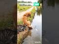 Funny Dog &amp; Cat vs Fish 😂 | Unexpected Animal Moment 🐶🐱🐟 #shorts #viral #trending