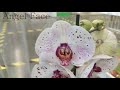 Обзор орхидей  24 января 2021 Леруа Мерлен Воронеж (Левый берег)