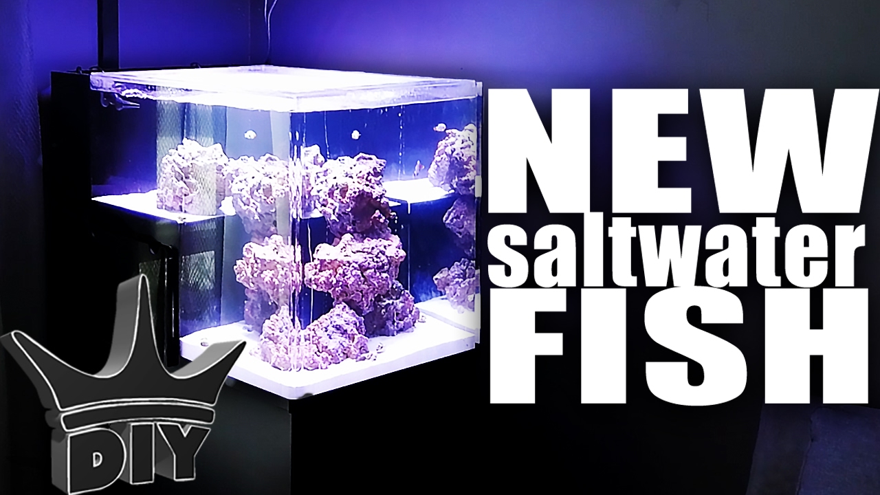 STOCKING MY SALTWATER AQUARIUM!!! YouTube