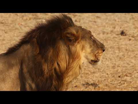 Video Hachipedia Video Hachipedia
