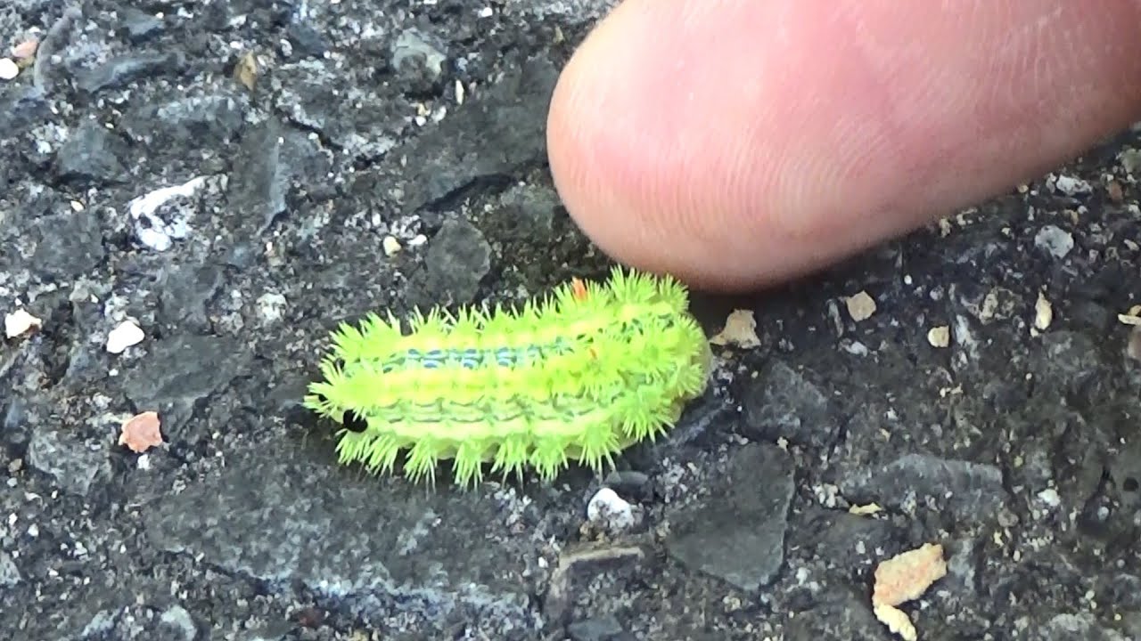 この毛虫には絶対に手を出すな Youtube この毛虫には絶対に手を出すな Youtube