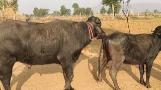 Hot Buffalo Mating Season First Time Village In