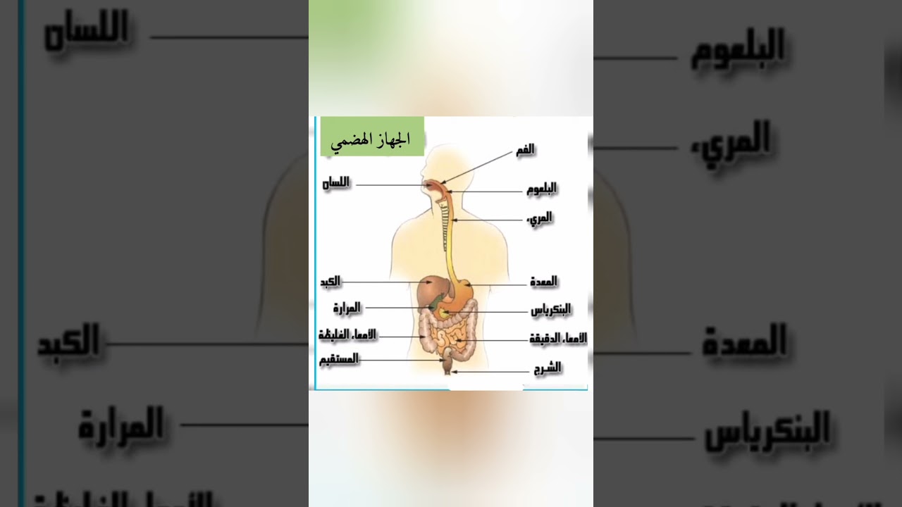 الجهاز الهضمي للإنسان رابعة متوسط