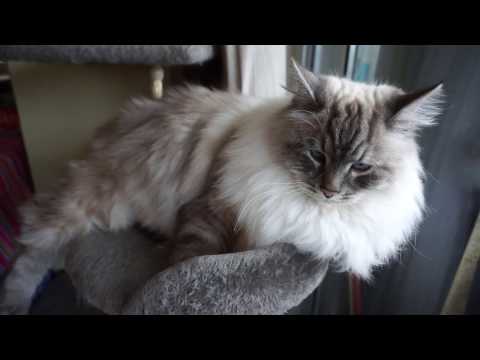 Beautiful Siberian cat relaxing on cat condo, fluffy Neva masquerade