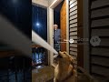 Ring Camera #brainrot #ai #dog #cutedog #aivideo