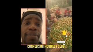 mango fest#mango fi kill #mango fi stone dog