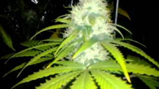 Marijuana grow, 5th week of flower