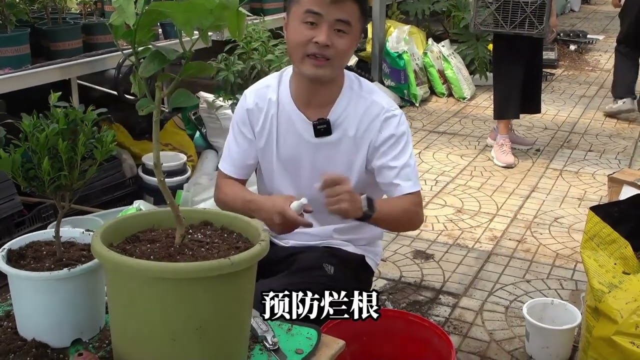 网购植物如何缓苗？老花医手把手教学。 