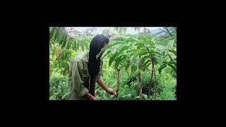 Film pendek semende sangat lucu kakang ndre dan nderse kopi torabika