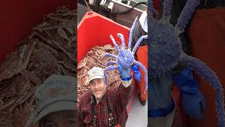 sisi lain dari kepiting alaska yang menguntungkan sekaligus merugikan negara. #short #cerita #hewan