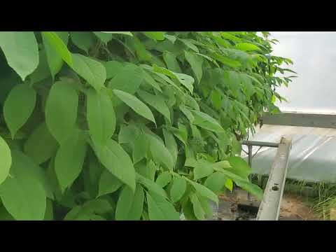 Video: Manchurian walnut: planting and care. Manchurian walnut seedlings