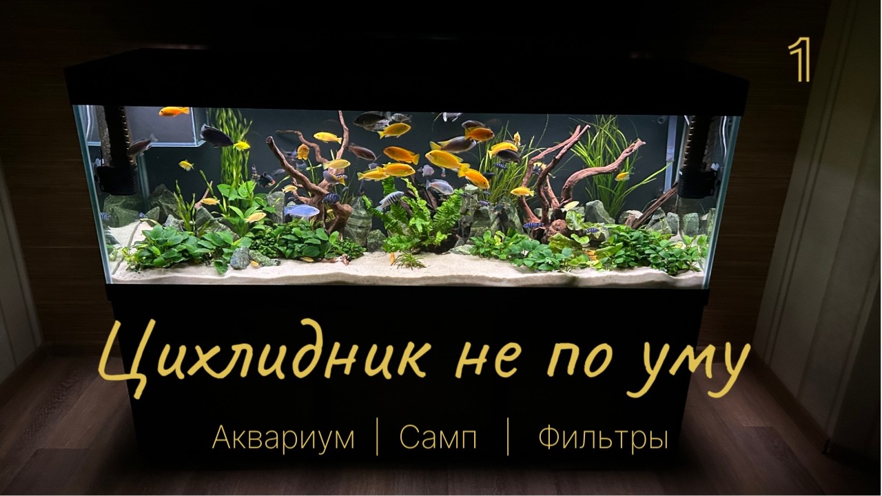 Цихлидник не по уму ИЛИ Обзор аквариума с цихлидами | Часть 1
