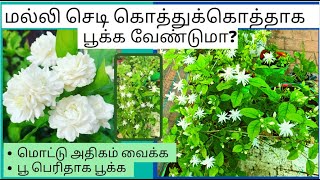 மல்லிகைபூ கொத்துகொத்தாக மொட்டுக்கள் வர | Fertilizer for Jasmine plant in tamil #terracegardenintamil