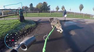 Bikejöring mit dem Bouvier des Flandres 'Amarok'  Kurzdistanz in Voerde