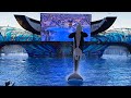 NEW SHOW - Orca Encounter SeaWorld Orlando