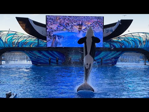 Video: SeaWorld Orlando Orca Dör Plötsligt