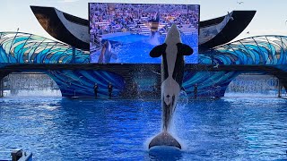 NEW SHOW  Orca Encounter A Killer Whale Experience | SeaWorld Orlando