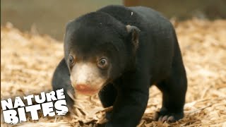 Adorable Bear Cub Born at the Zoo! | The Secret Life of the Zoo | Nature Bites