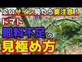 【トマト】今が大事な時！肥料不足かを簡単に見極める方法を紹介します。【家庭菜園】