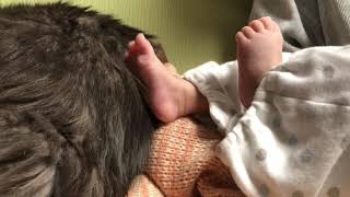 赤ちゃんに足で触られる猫 ノルウェージャンフォレスとキャットBaby touches with feet.Norwegian Forest Cat.