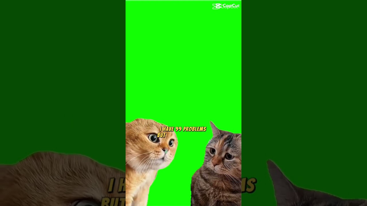 The Ultimate Cat Meme Challenge