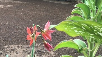 KKN BTV 3 | KELOMPOK 15 | VIDEO MINGGU KE 2