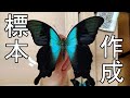 熱帯の蝶を標本にする方法！アオネアゲハ編
