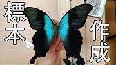 昆虫標本の作り方 蝶 Youtube