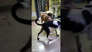 Saradin Masti #dog #pets #viral #animals