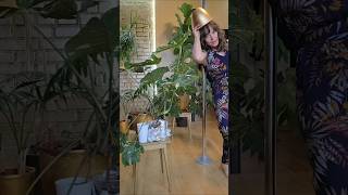Соня монстеру Тайское созвездие укоренила!#plants #monstera #комнатныецветы #растения #эксперимент