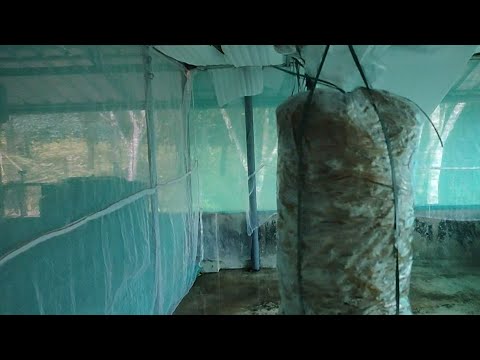 เดเตเดฃเต เดทเตเดกเต เดจเดฟเตผเดฎเตเดฎเดฟเดเตเดเดพเด/DIY MUSHROOM SHED/RICHOOS HOME
