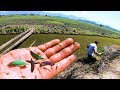 Incríveis PEIXES BETTAS SELVAGENS capturados no VALÃO no BRASIL- Em Busca dos PEIXES ORNAMENTAIS # 4