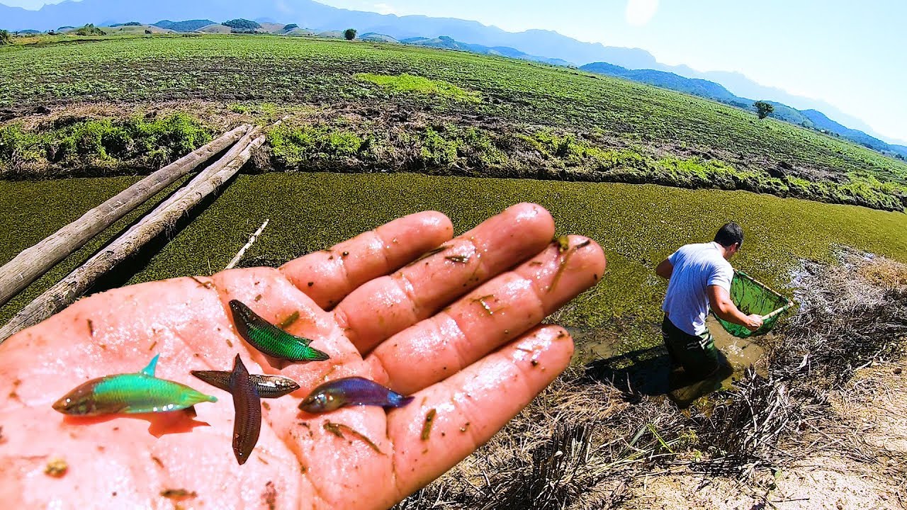 Incríveis PEIXES BETTAS SELVAGENS capturados no VALÃO no BRASIL- Em Busca dos PEIXES ORNAMENTAIS # 4