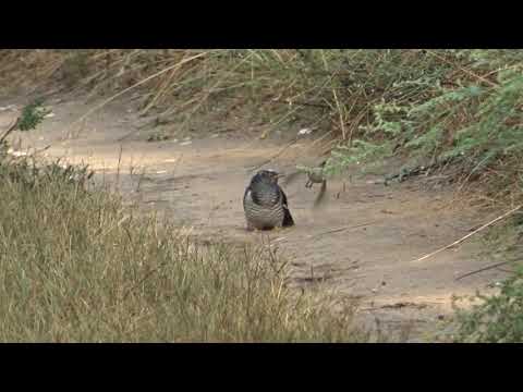 Видео: Най-добрите породи кучета за напускане сам