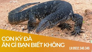 Con Kỳ Đà Ăn Gì