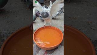 Giribaz kobutorer jotno #pigeon #short #pets