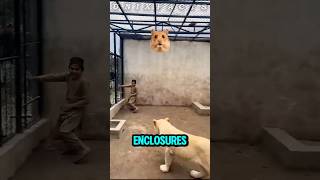 Why Zoo Lions Don’t Attack Humans?