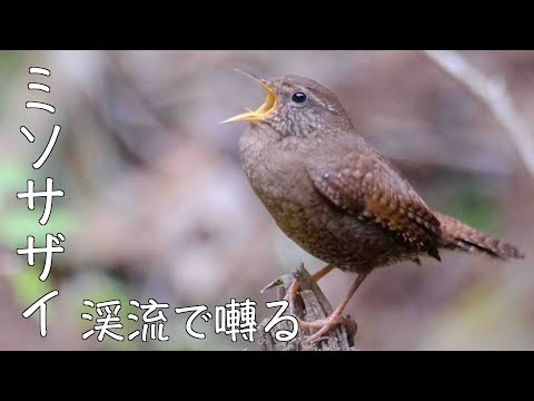 囀るミソサザイ 4月10日 ミソサザイ 高尾の渓流で囀る - YouTube